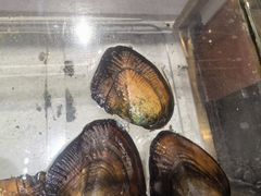 -十八字金银饰·拼豆·开蚌手工体验团建(君太百货店)