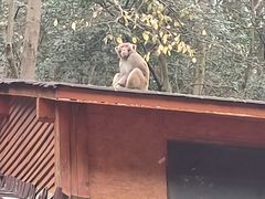 -黔灵山公园