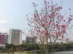 -南宁南湖公园