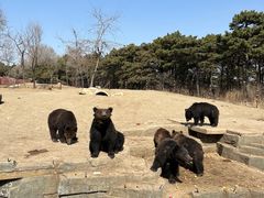 -沈阳森林动物园