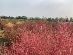 -映月湖中央公园