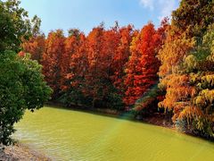 -上海海湾国家森林公园