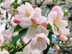 -海棠花溪(元大都城垣遗址公园)