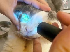 -贝利宠物医院·骨科·眼科·肿瘤转诊中心(南坪诊疗中心)