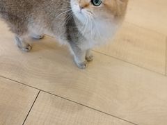 -Let's go狗咖·猫咖·奶狗·桌游(春熙路IFS店)