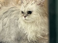 -车接车送·寄养洗护·德文猫舍(大宁店)