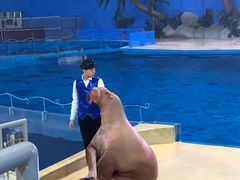 -泉城欧乐堡海洋极地世界