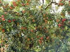 采摘园-北镇龙岗子生态园