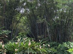 -田心森林公园