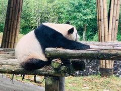 -都江堰中华大熊猫苑