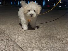 -宠颐生斯嘉宠物医院·急重症·心内科(谷阳北路分院)