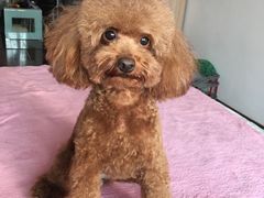 -A猫a狗全科·犬猫异宠·芥西宠物医院(南开总院)