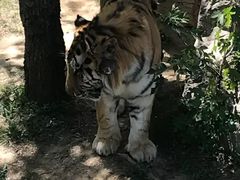 -石家庄市动物园