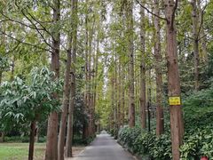 -东平国家森林公园