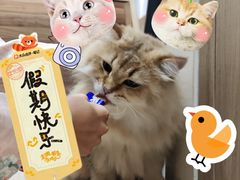 -楼上猫咖(罗湖店)