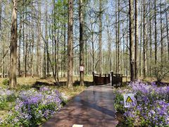 -黄海国家森林公园