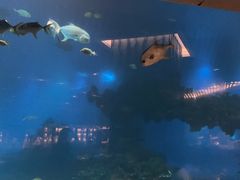 -海棠湾洲际-涛·海底餐厅·美人鱼·自助餐·海底隧道