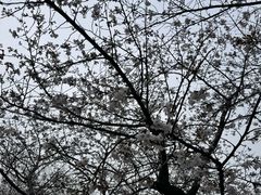 -武汉大学-樱园