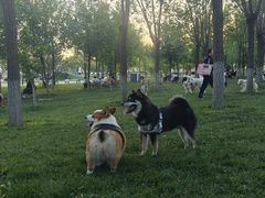 -爪吧宠物乐园 (温榆河示范区店)