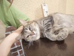 -猫友咖啡店(玉林西路店)