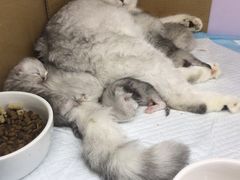 -喵的天空名猫咖啡馆·撸猫·猫舍·用品