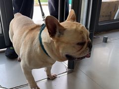 -爱侣宠医·鹦鹉专科·小型哺乳类·异宠专科(灵石路店)