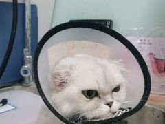 -特一安24小时宠物医院·骨科·中兽医