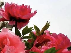 -洛阳市牡丹公园