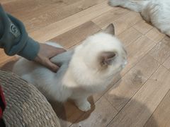 -瞄一喵猫咖(格力海岸店)