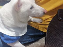 -逗柴咖啡屋·狗咖猫咖宠物桌游