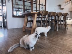-猫小主咖啡·猫咖cat cafe(福田店)
