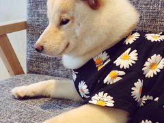 奶包-南京Hallo宠物乐园·哈罗犬舍·柴犬繁育基地