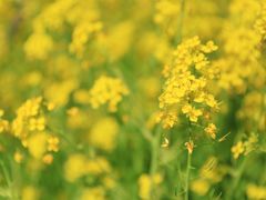 -南汇桃花村