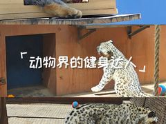 -青藏高原野生动物园
