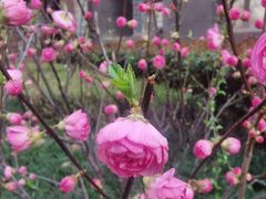 -开口笑·精选水饺