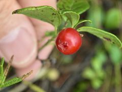 -莫尔道嘎国家森林公园