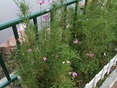 -深圳龙潭公园
