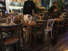 大堂-吉丁鸟咖·异宠·寄养