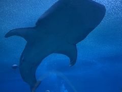 -珠海长隆海洋王国