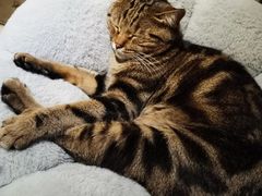 酸菜-Catmate·猫肥家润(金润铂宫店)