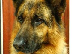 -彩虹桥宠物火化殡葬善终服务(金乐大厦店)