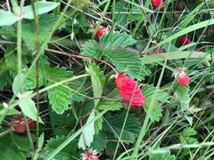 -硗碛藏寨·神木垒景区