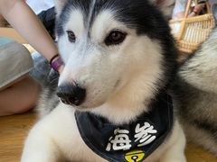 -Husky Go! 哈士奇体验馆·宠物咖啡厅狗咖