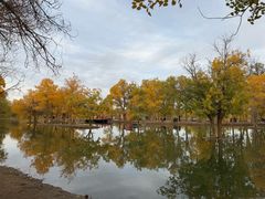 -金塔沙漠胡杨林景区