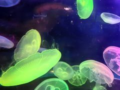 -太平洋海底世界