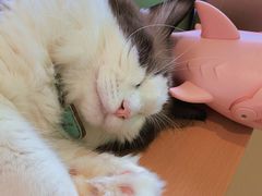 -猫在这儿猫咪咖啡馆·撸猫馆