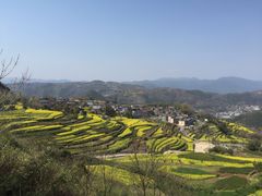 -桑洲油菜花景区