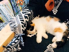 -平行世界·猫咖(首经贸店)