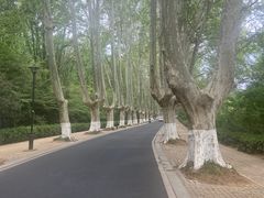 -灵谷景区