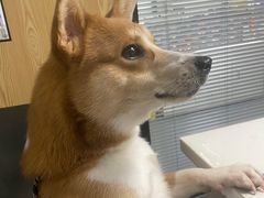 -伟伟宠物医院·CT影像中心·瑞派犬猫综合性门诊(汉口总院)